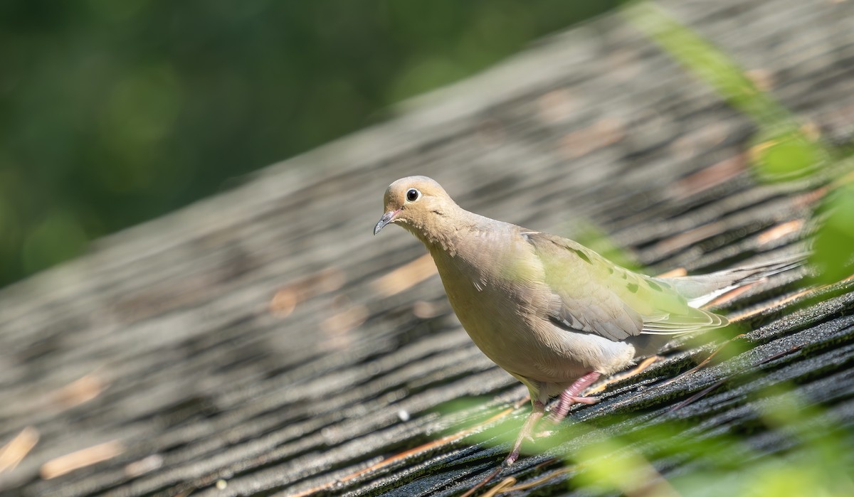 Mourning Dove - ML638603692