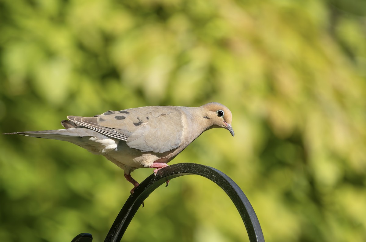 Mourning Dove - ML638603693