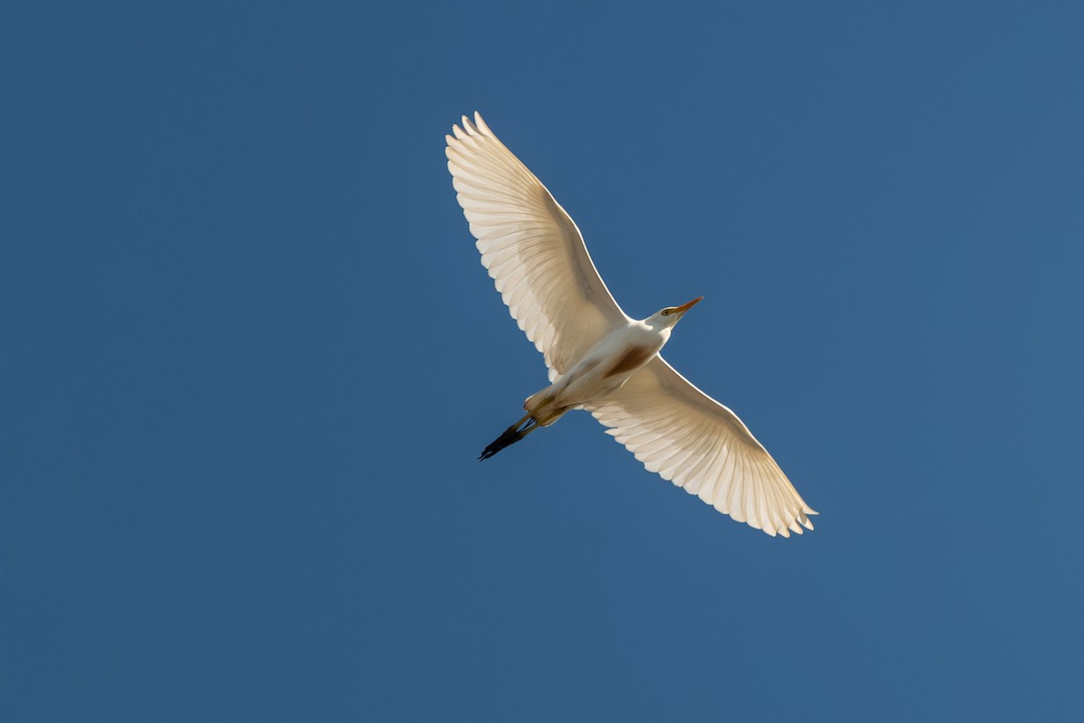 Western Cattle-Egret - ML638603702