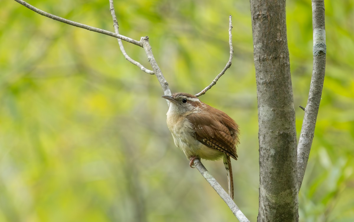 Carolina Wren - ML638603703