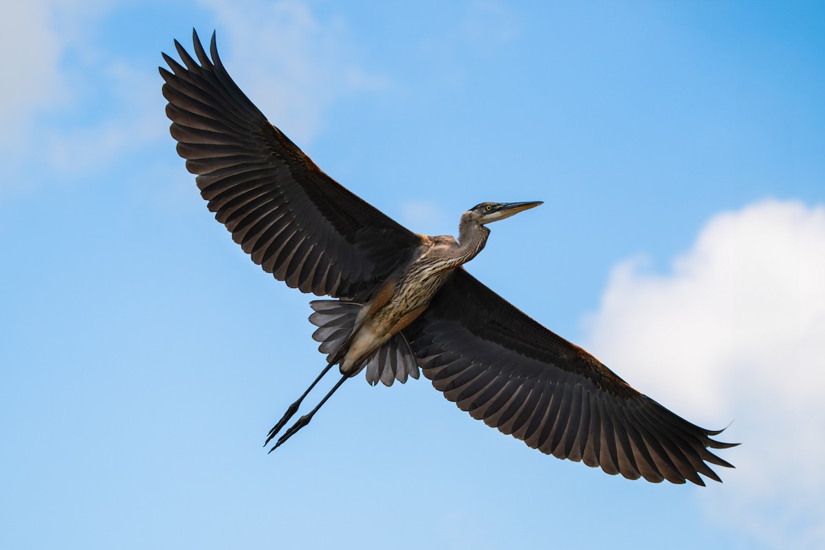 Great Blue Heron - ML638603716