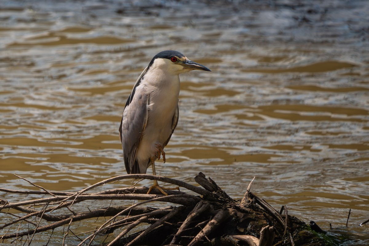 Black-crowned Night Heron - ML638603722