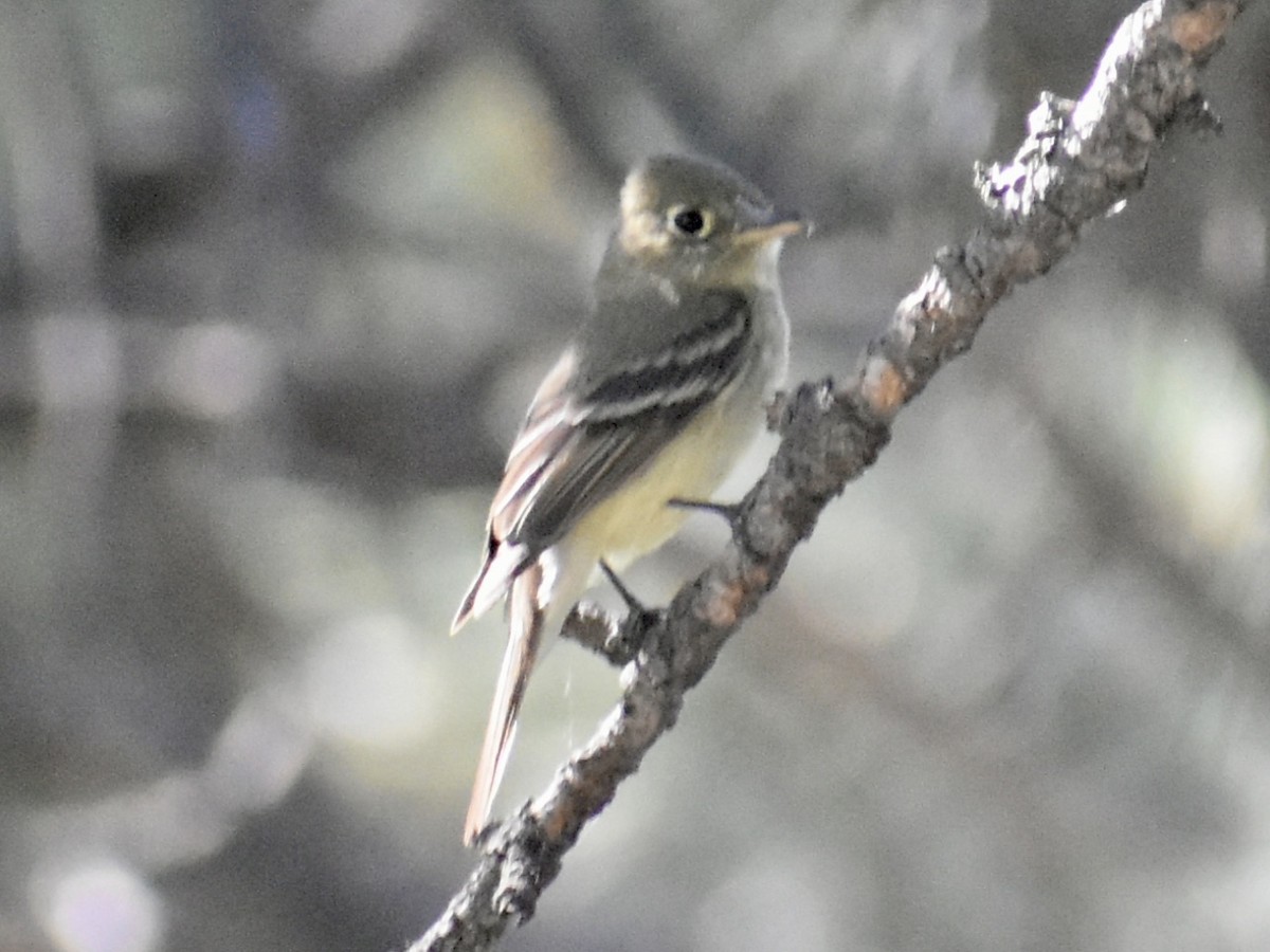 Western Flycatcher - ML638603761