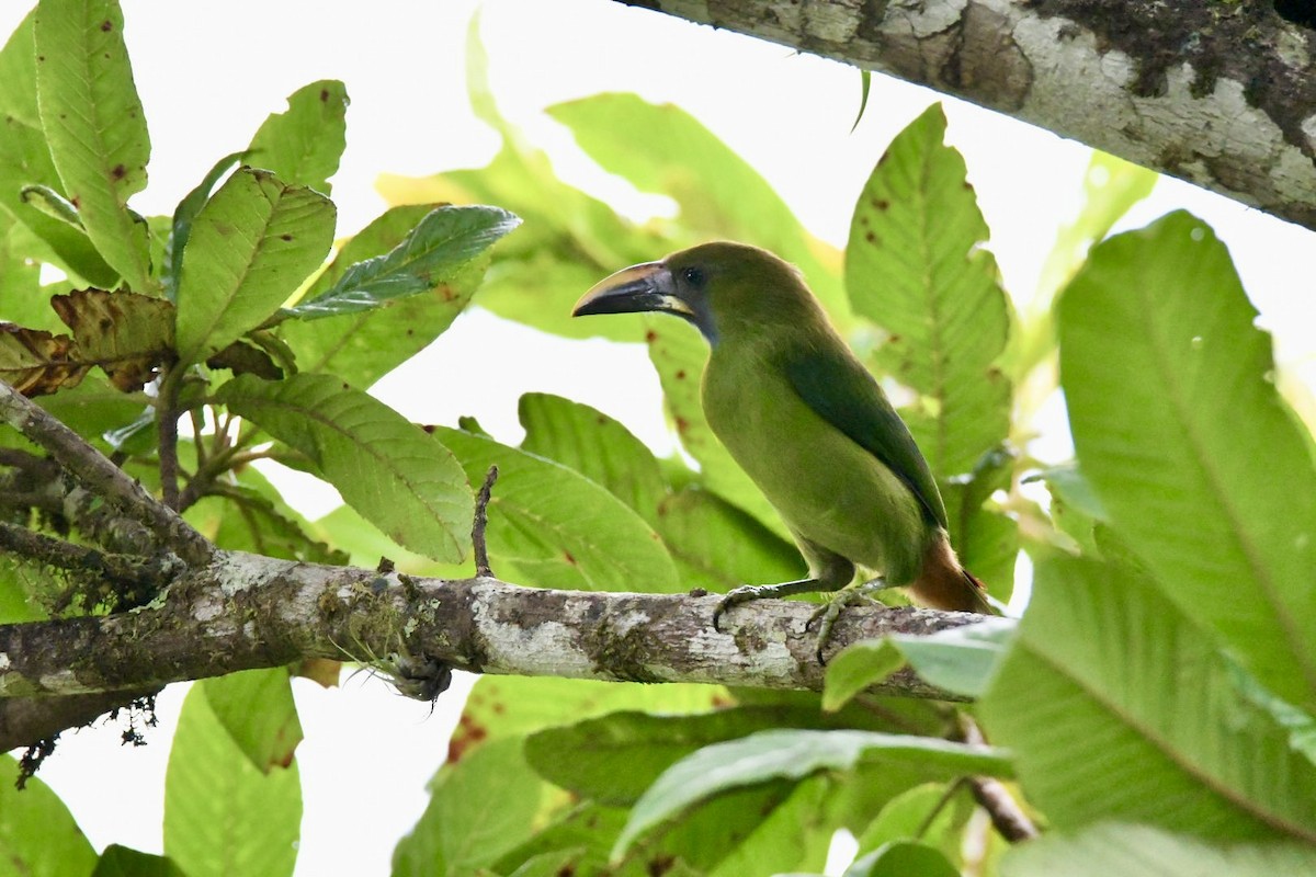 Northern Emerald-Toucanet - ML638603772