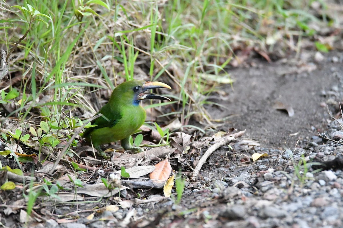 Northern Emerald-Toucanet - ML638603773