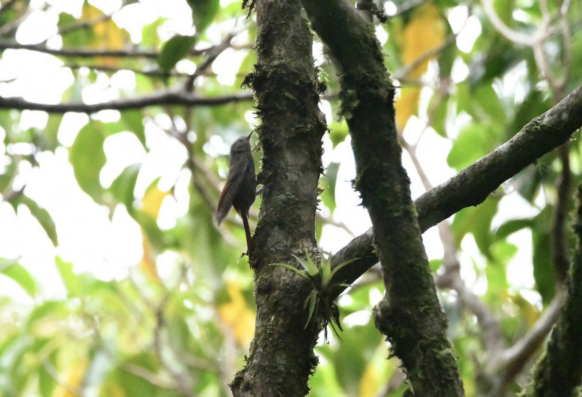 Olivaceous Woodcreeper - ML638603783