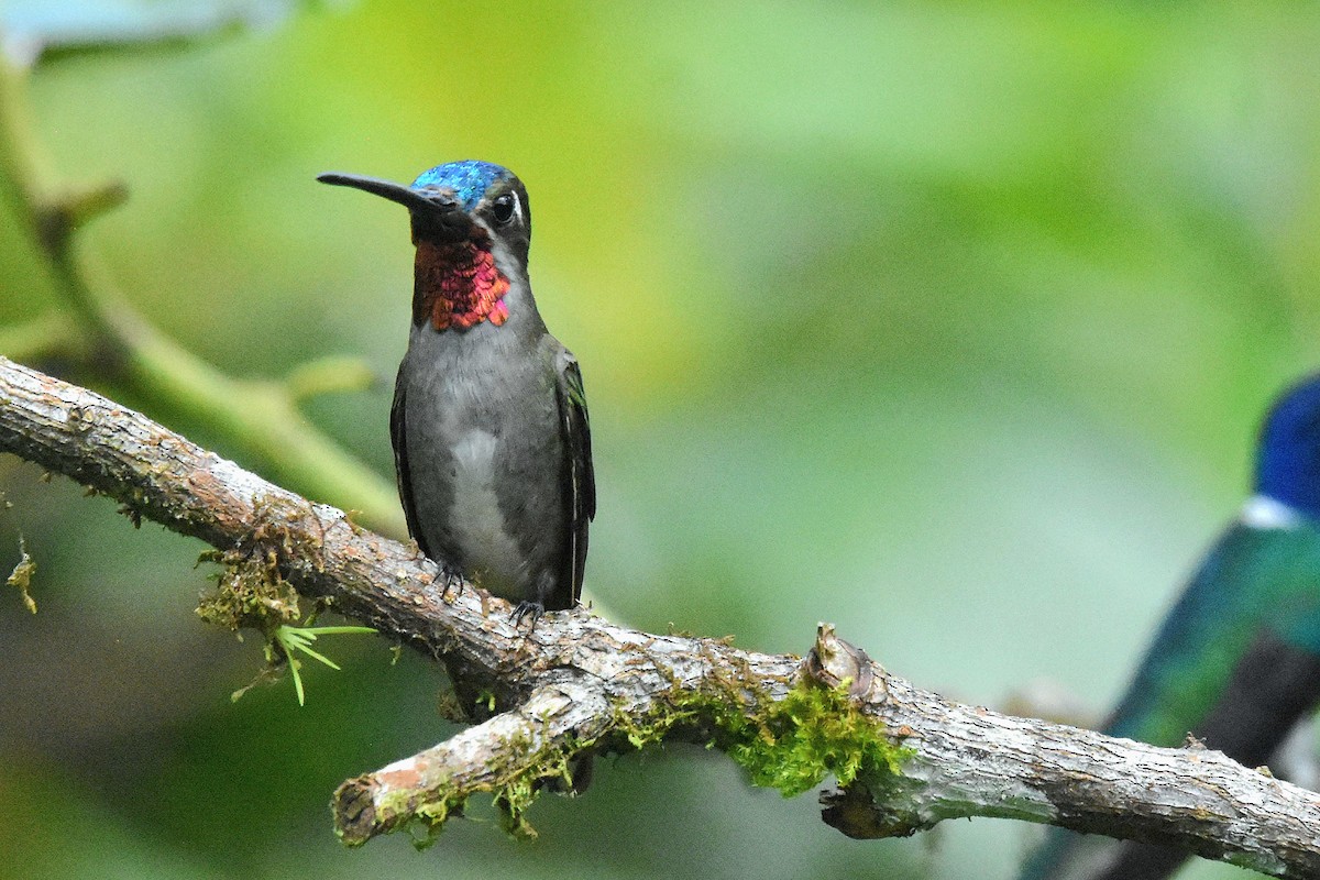 Long-billed Starthroat - ML638603836