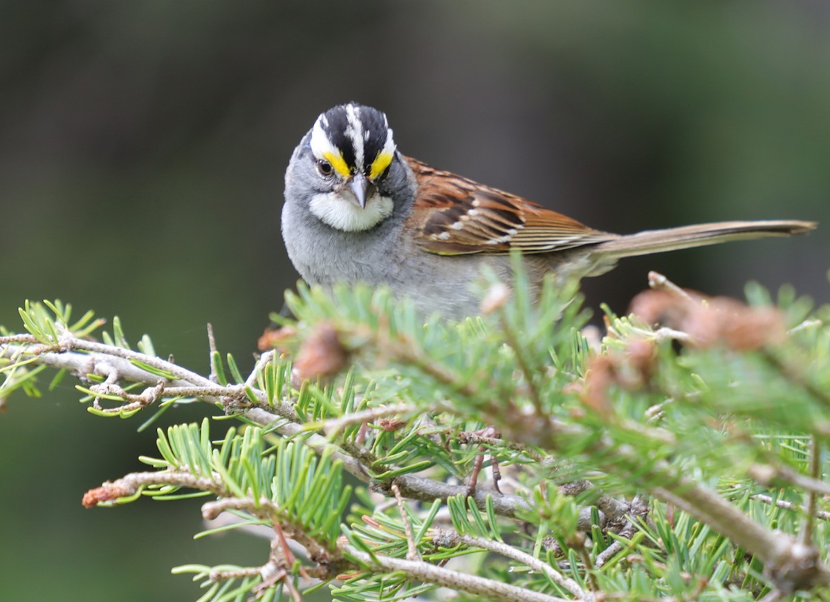 White-throated Sparrow - ML638603842
