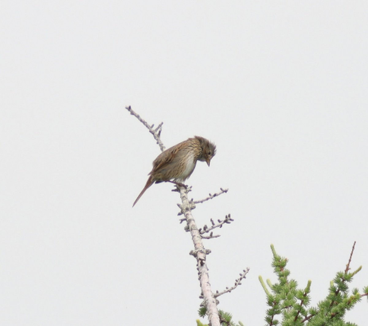 Lincoln's Sparrow - ML638603856