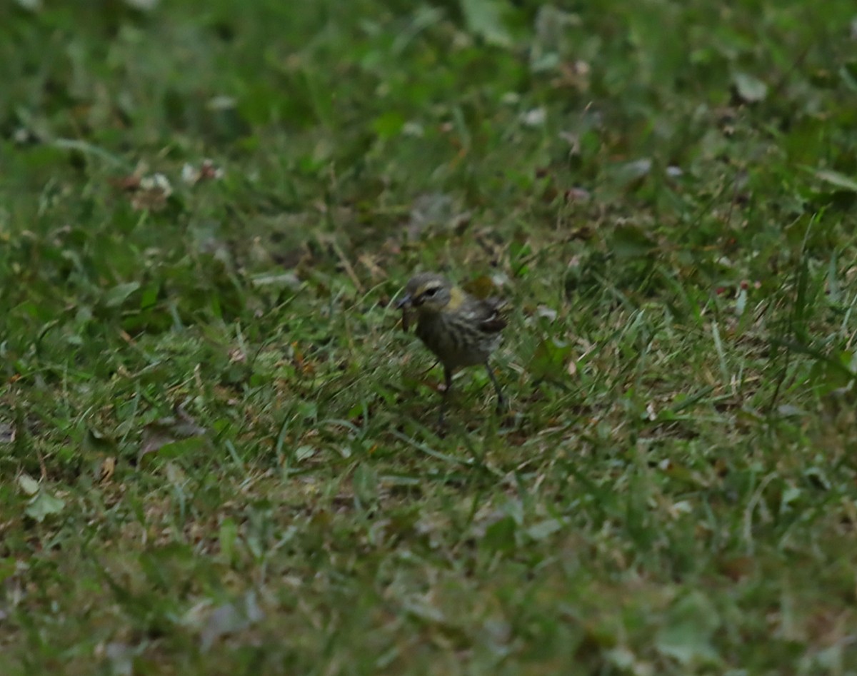 Cape May Warbler - ML638603862