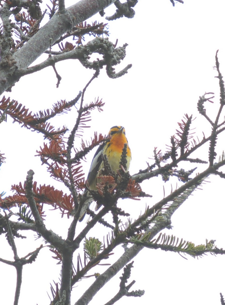 Blackburnian Warbler - ML638603876