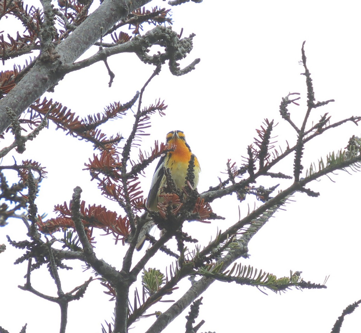 Blackburnian Warbler - ML638603877