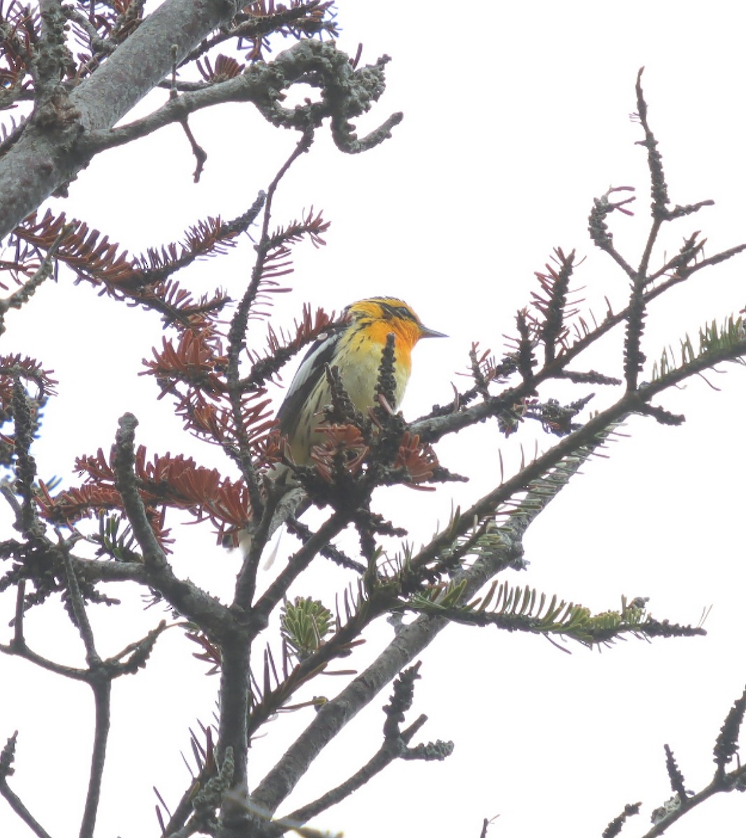 Blackburnian Warbler - ML638603878