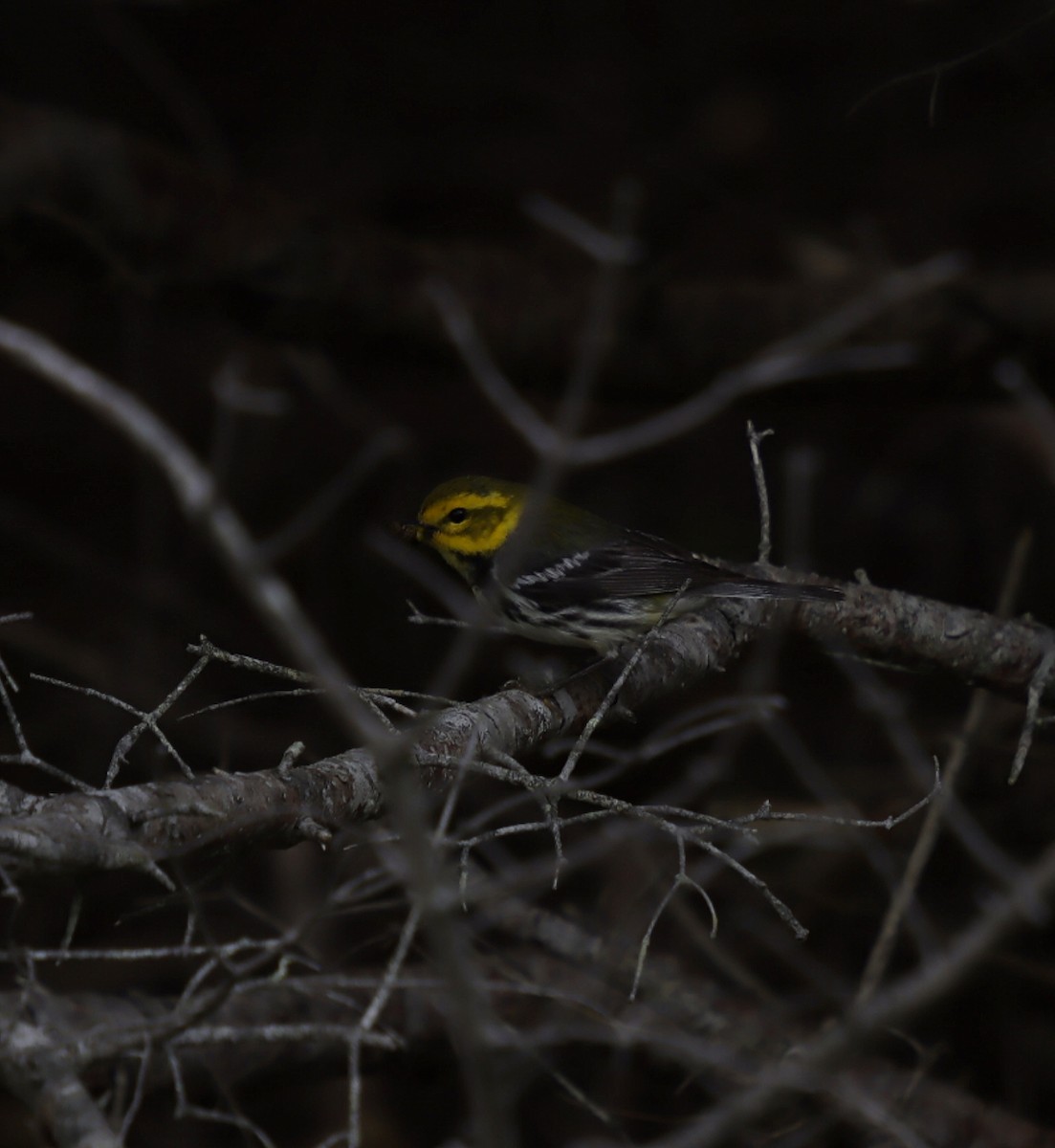 Black-throated Green Warbler - ML638603890