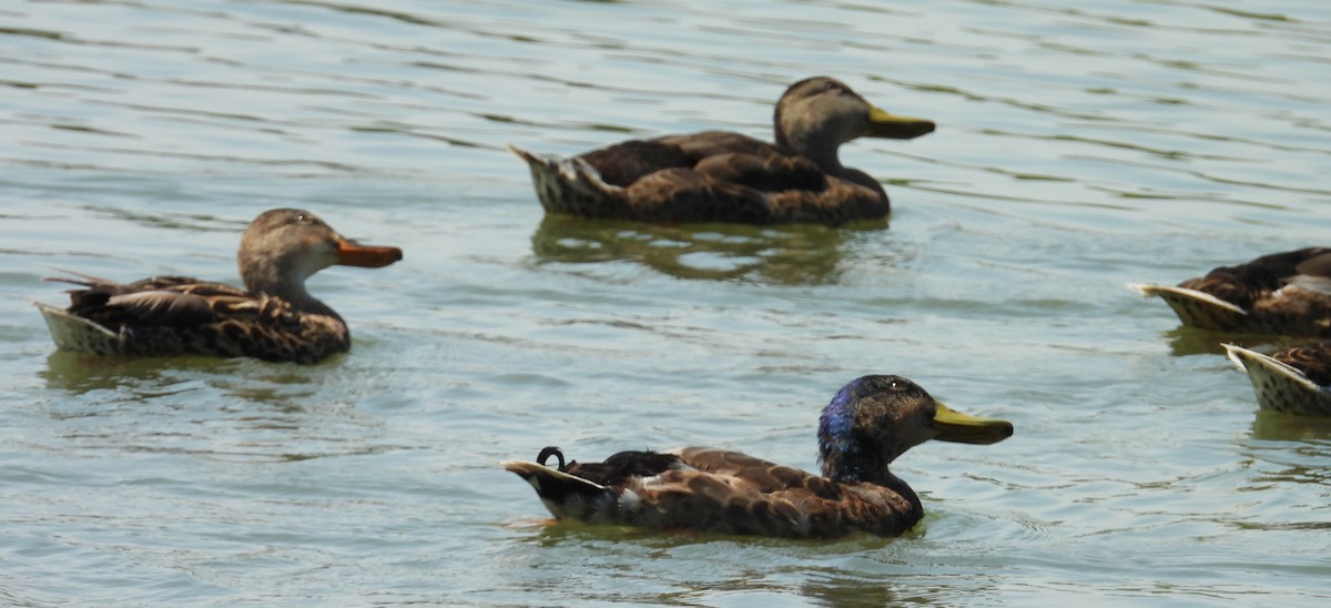 Mallard - ML638603907