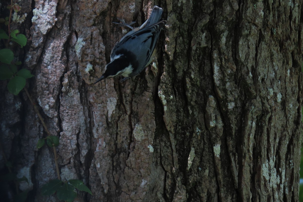 Weißbrustkleiber - ML638603921