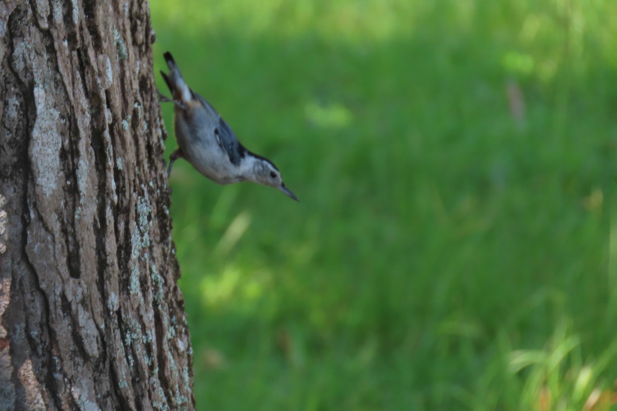 Weißbrustkleiber - ML638603922