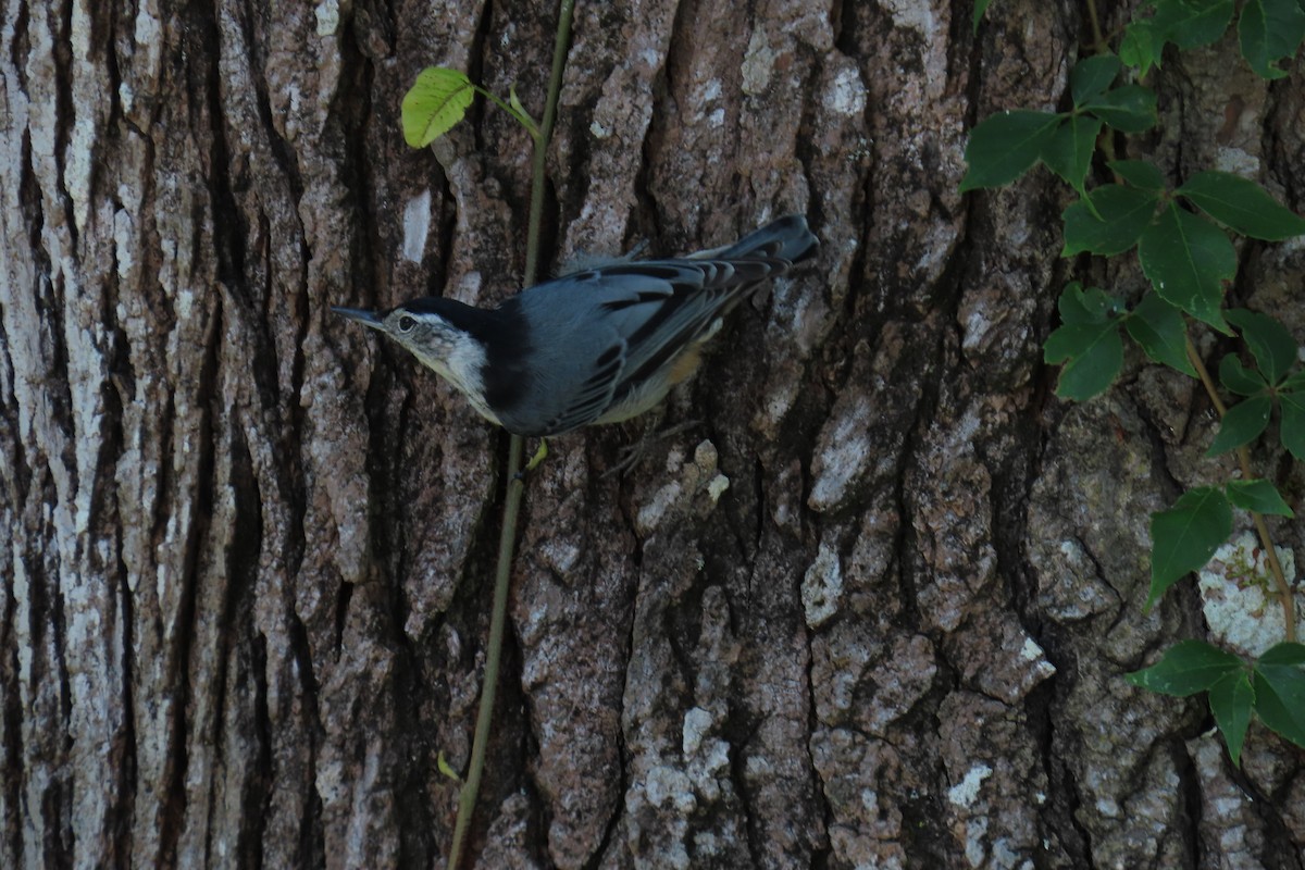 Weißbrustkleiber - ML638603923