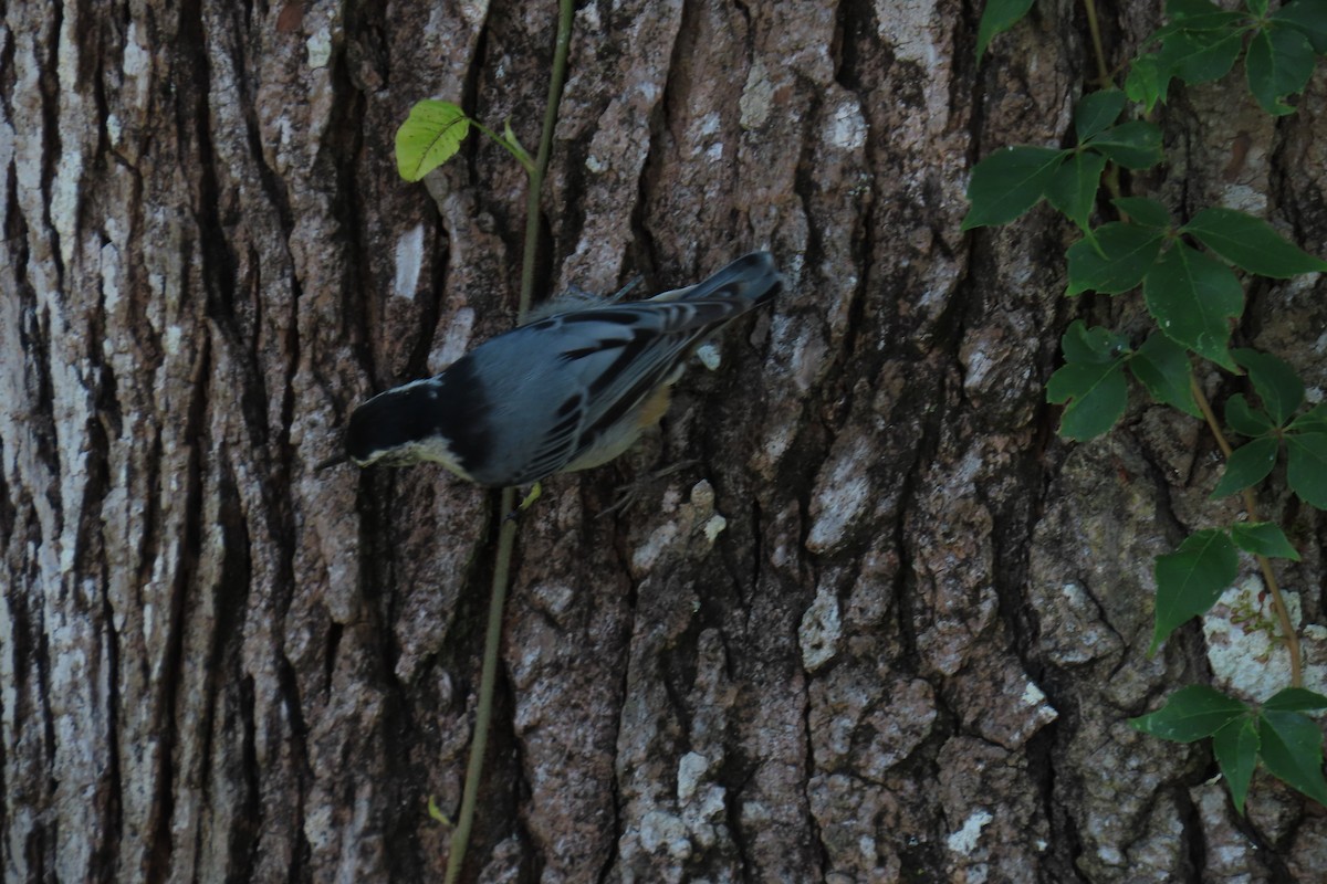 Weißbrustkleiber - ML638603924