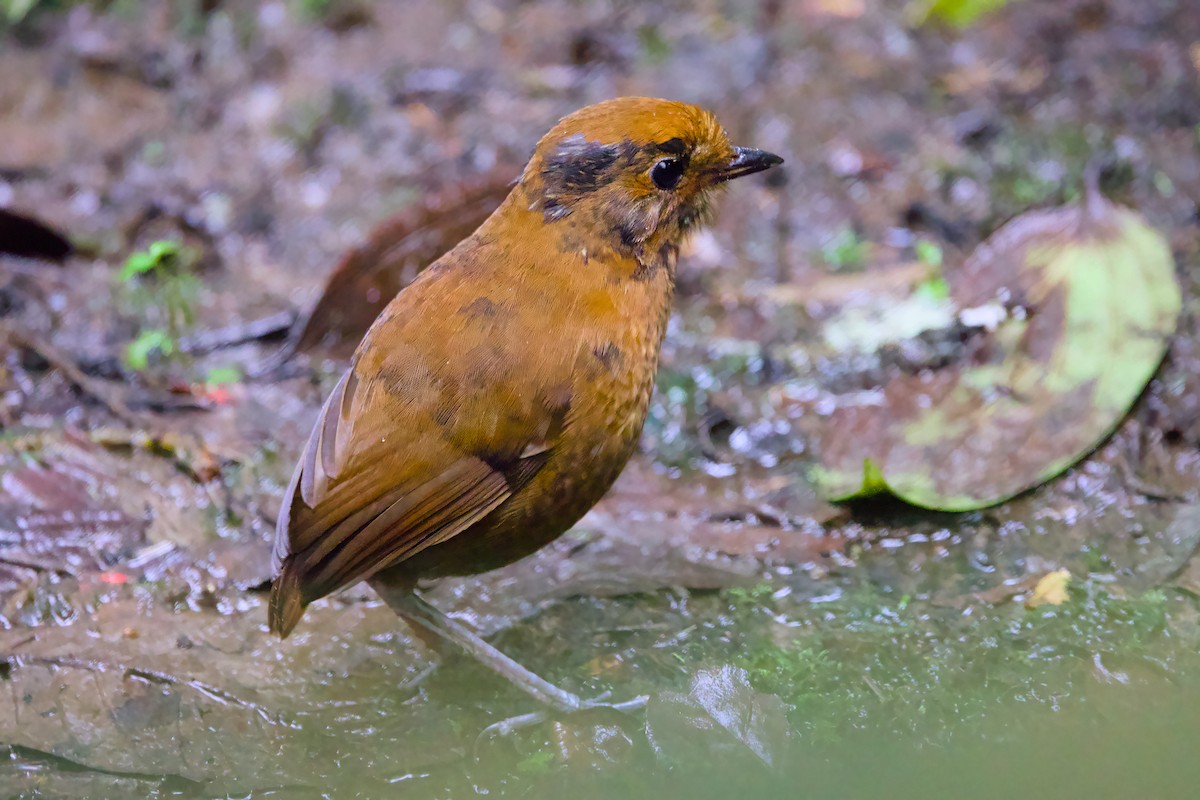 Chestnut Antpitta - ML638603983