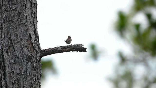 Bachman's Sparrow - ML638604018