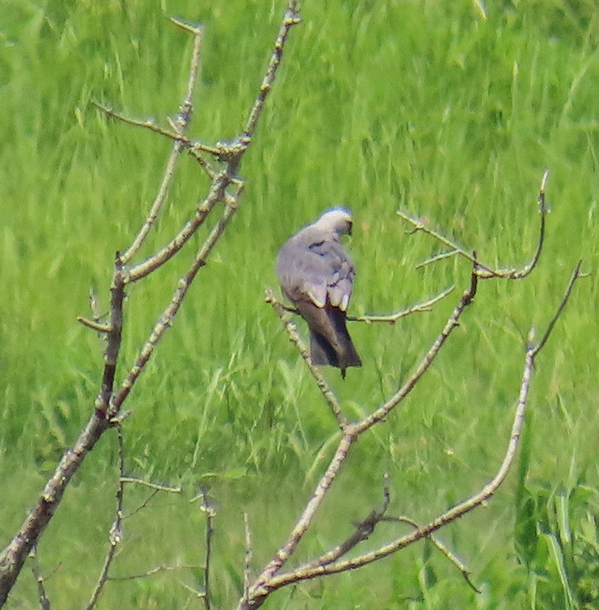 Mississippi Kite - ML638604029