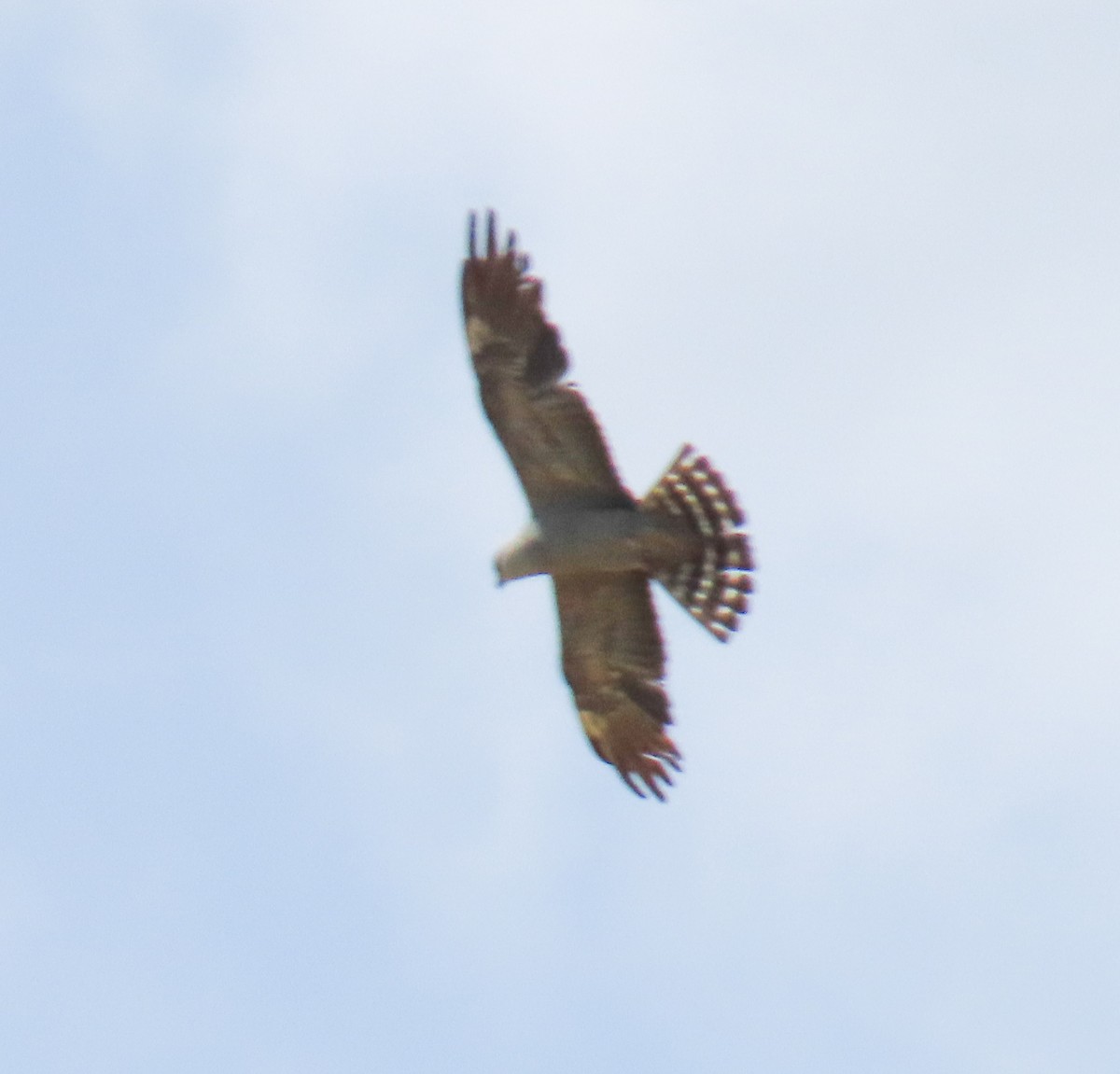 Mississippi Kite - ML638604031