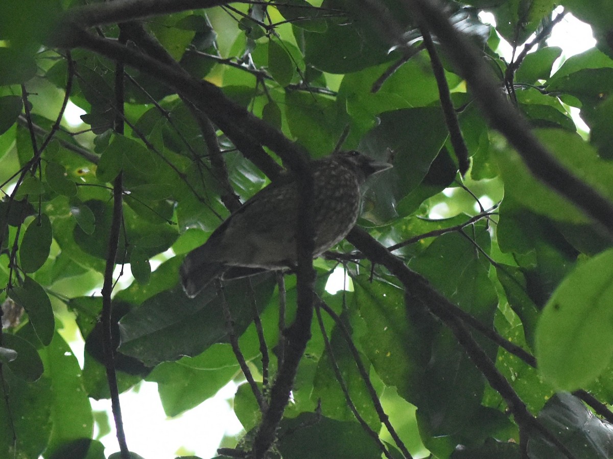Spotted Catbird - ML638604035