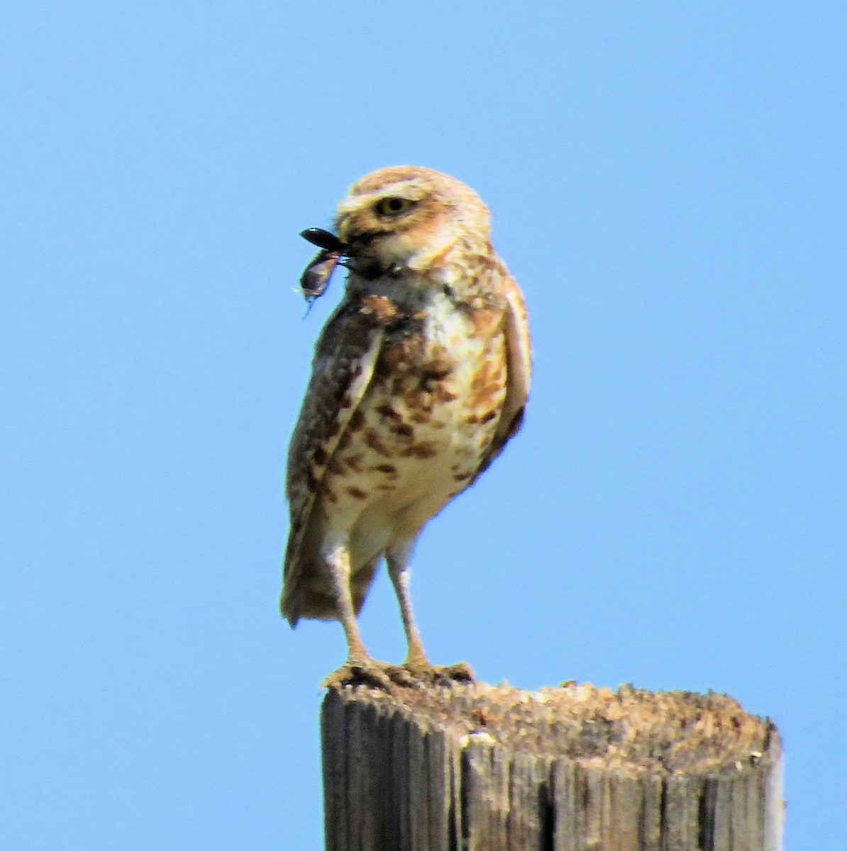 Burrowing Owl - ML638604061