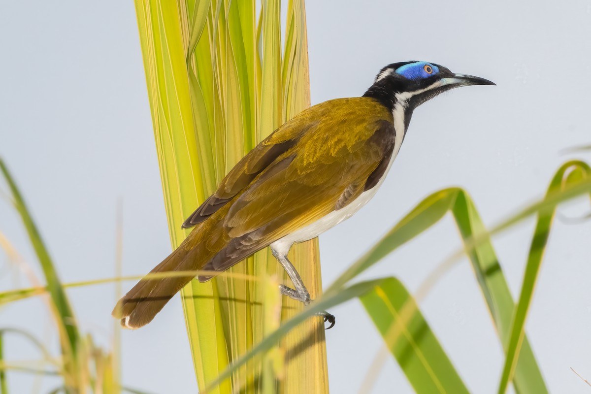 Blue-faced Honeyeater - ML638604085