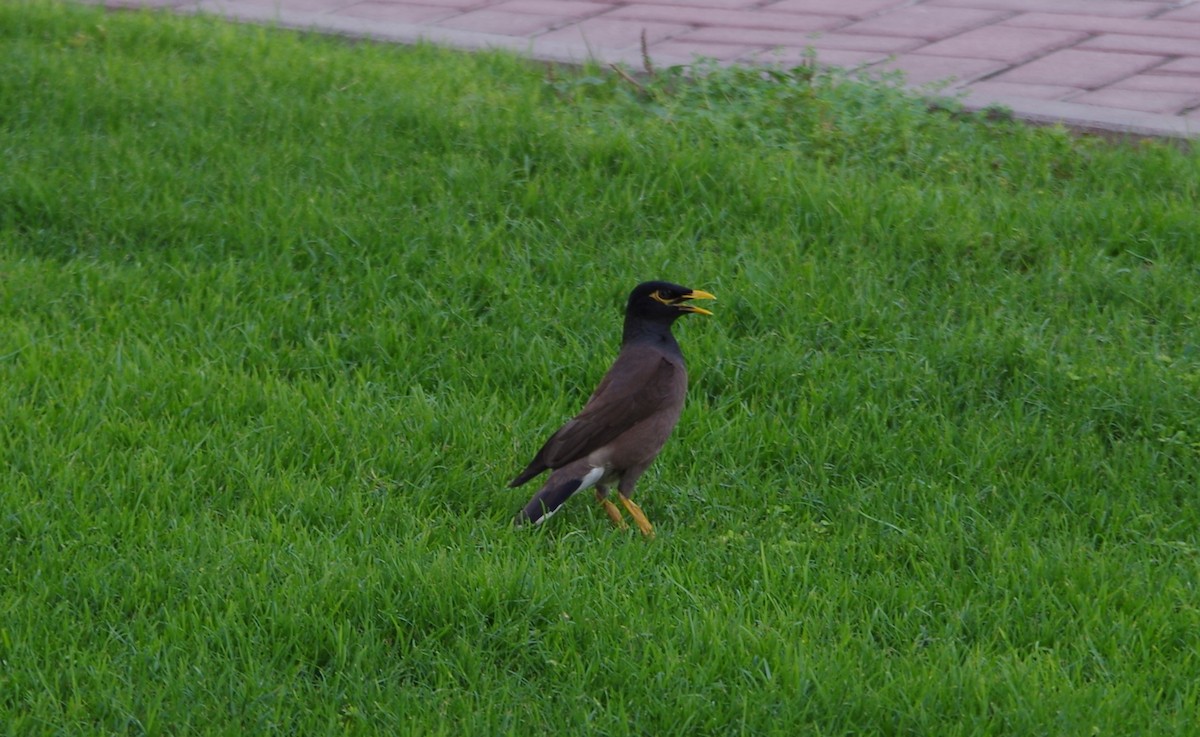 Common Myna - ML638604086