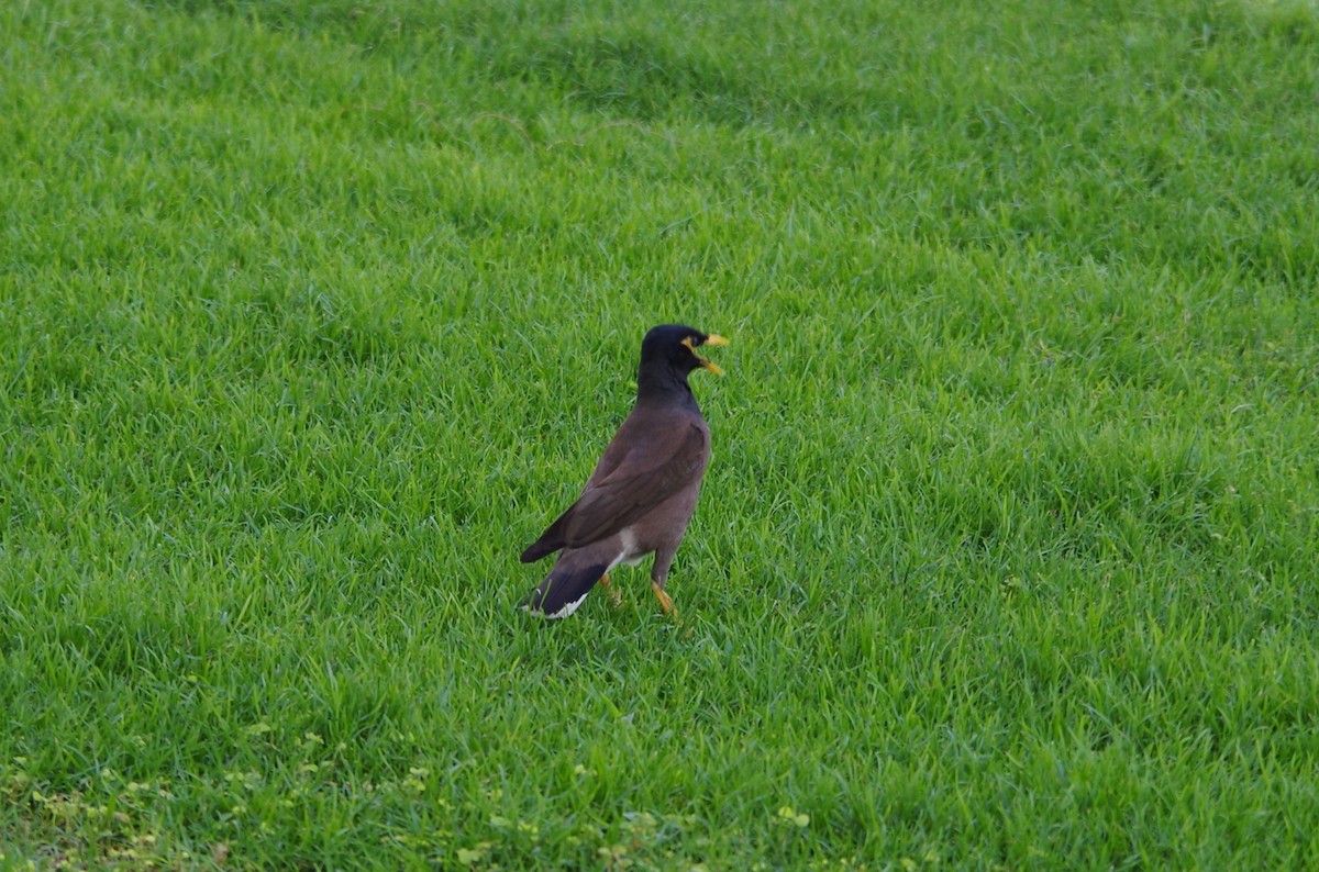 Common Myna - ML638604088