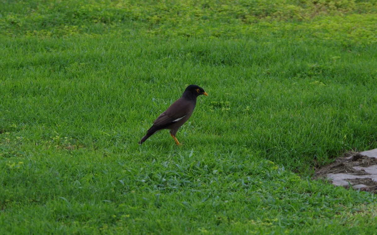 Common Myna - ML638604089