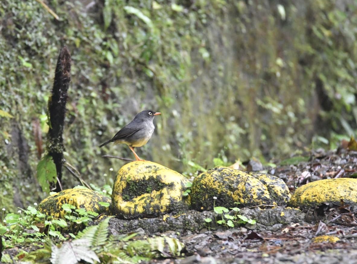 Slaty-backed Nightingale-Thrush - ML638604096