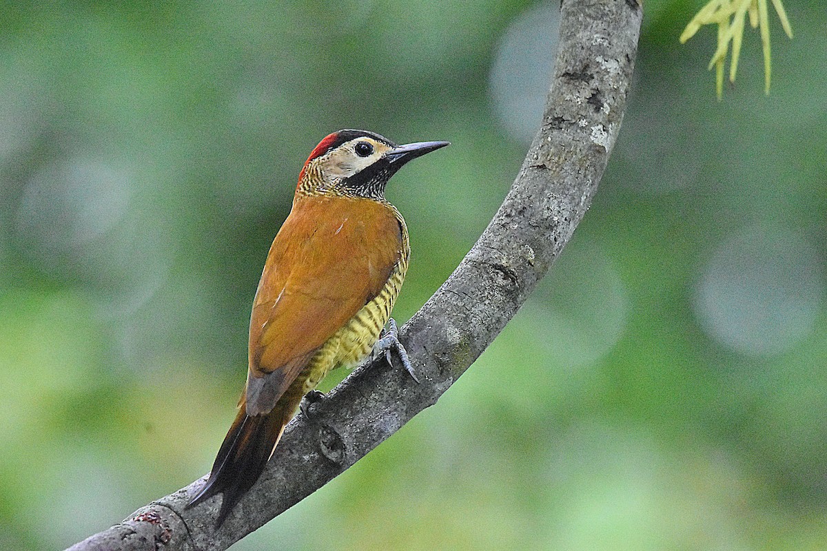 Golden-olive Woodpecker - ML638604098