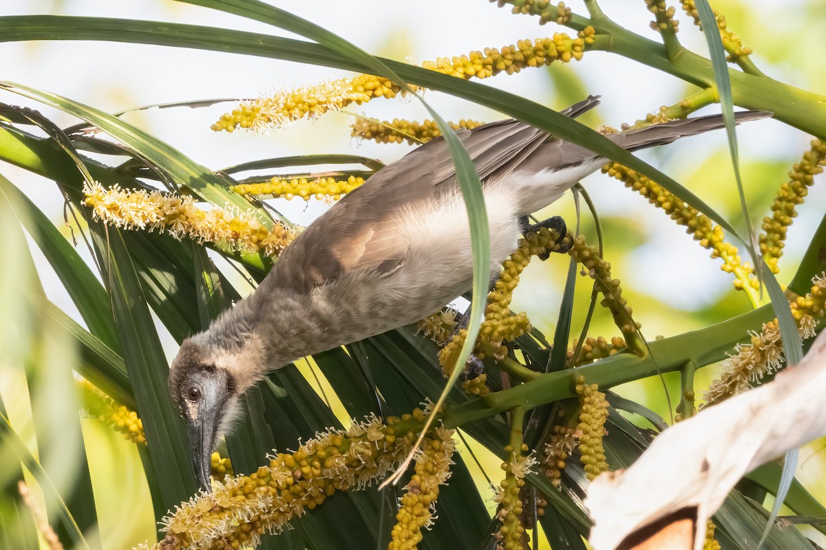 Little Friarbird - ML638604109