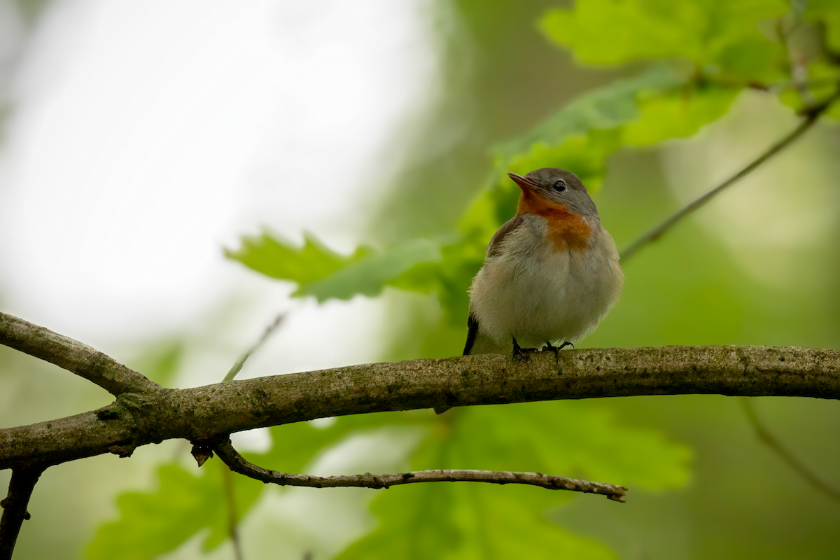 Red-breasted Flycatcher - ML638604119