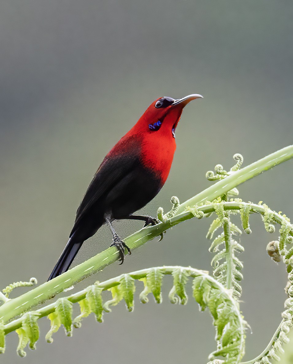 Magnificent Sunbird - ML638604123