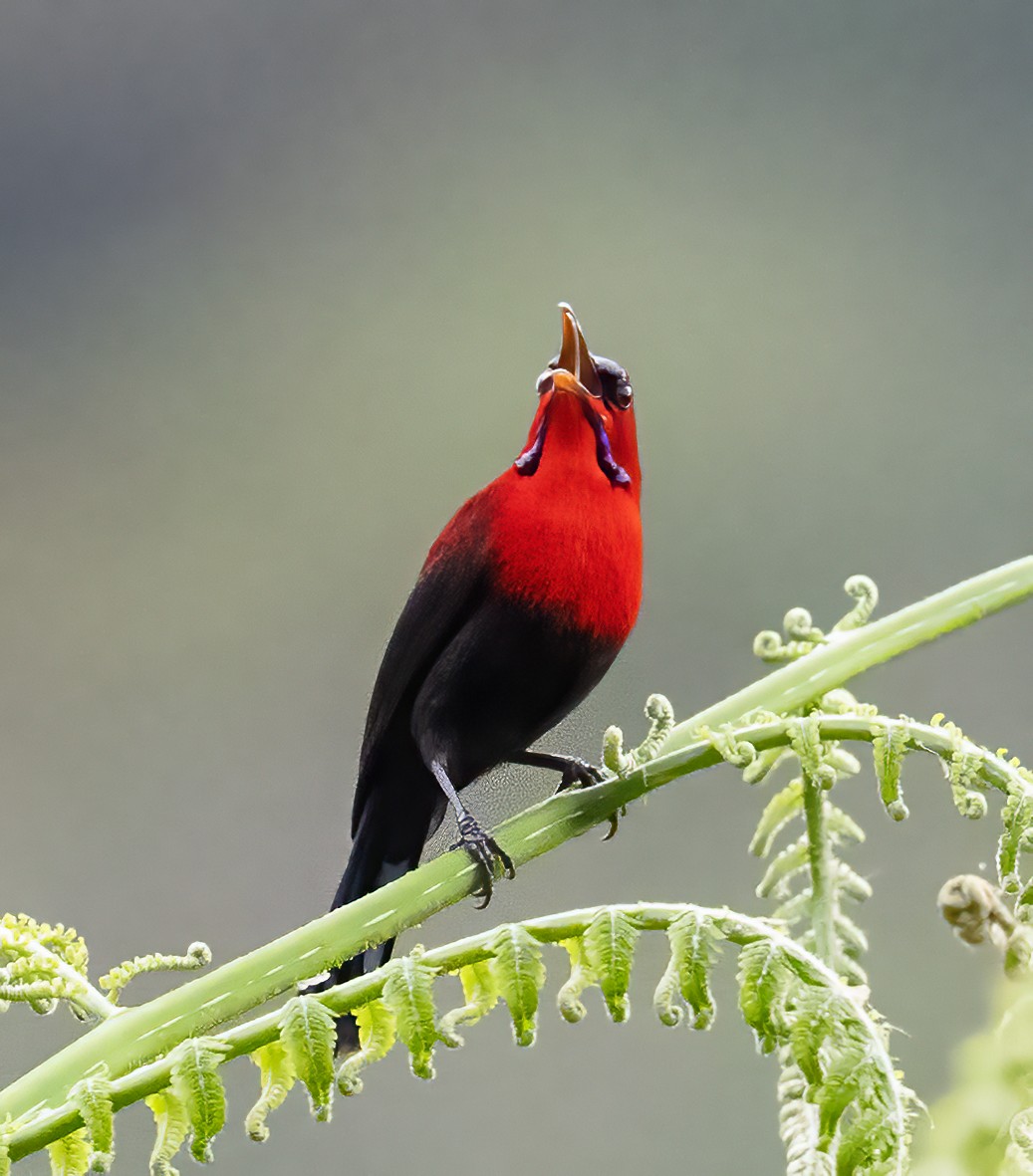 Magnificent Sunbird - ML638604124