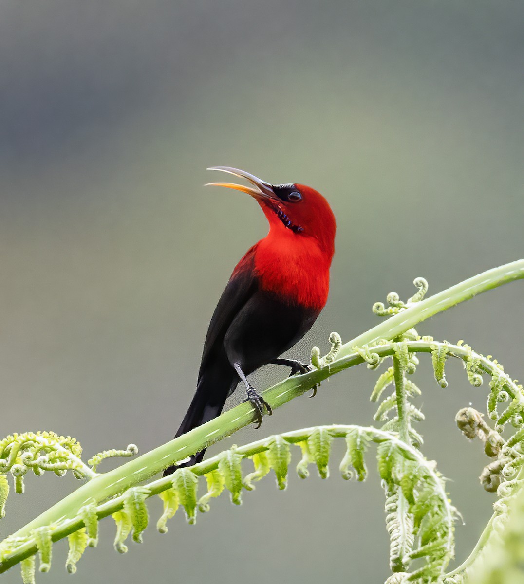 Magnificent Sunbird - ML638604125