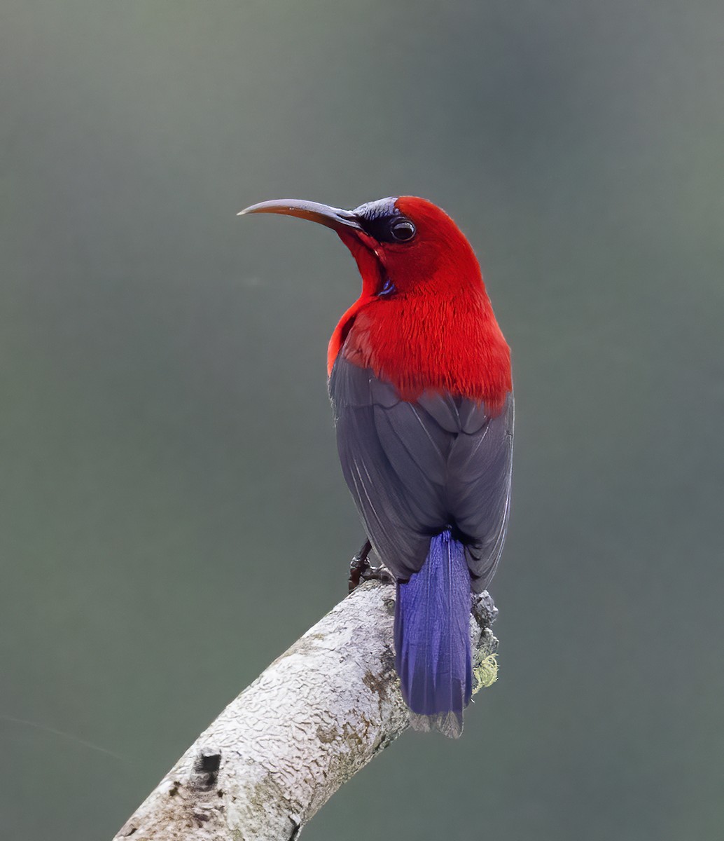Magnificent Sunbird - ML638604126