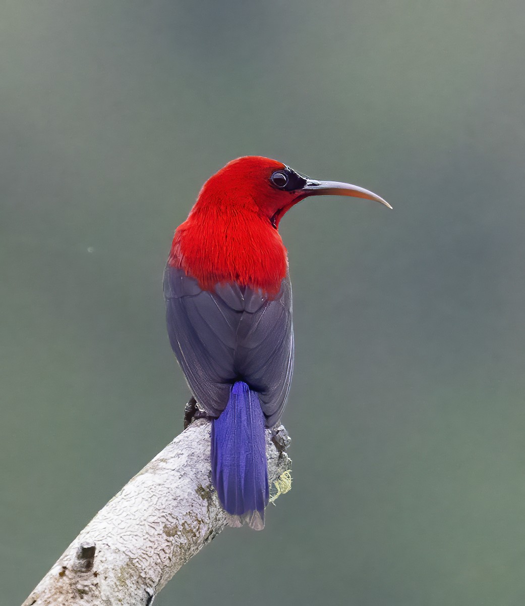 Magnificent Sunbird - ML638604127
