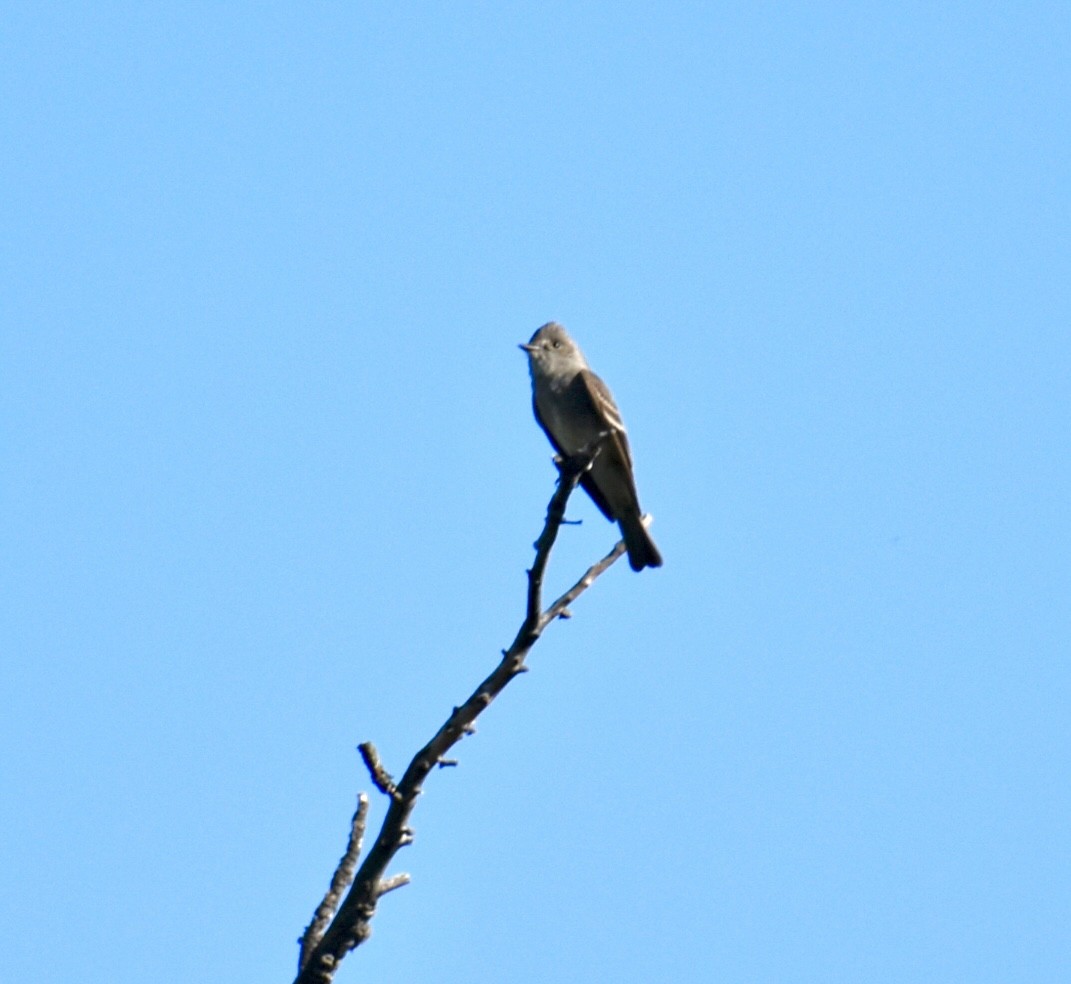Western Wood-Pewee - ML638604162
