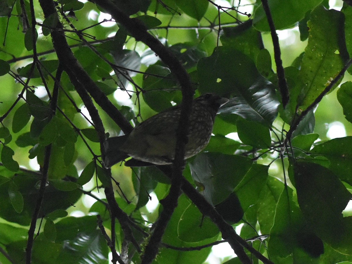 Spotted Catbird - ML638604166