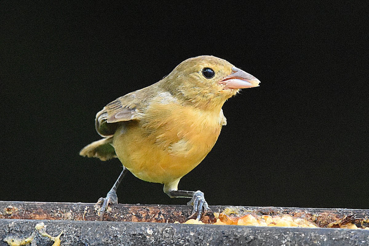 Crimson-breasted Finch - ML638604168