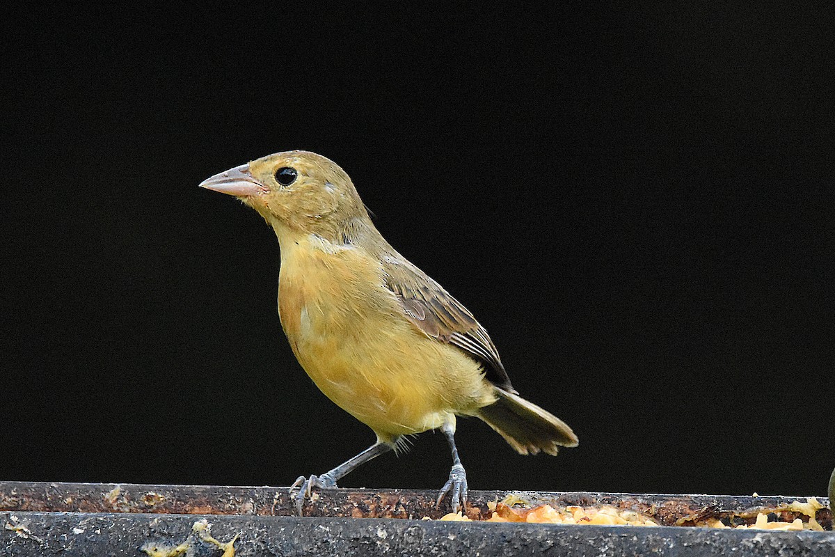 Crimson-breasted Finch - ML638604169