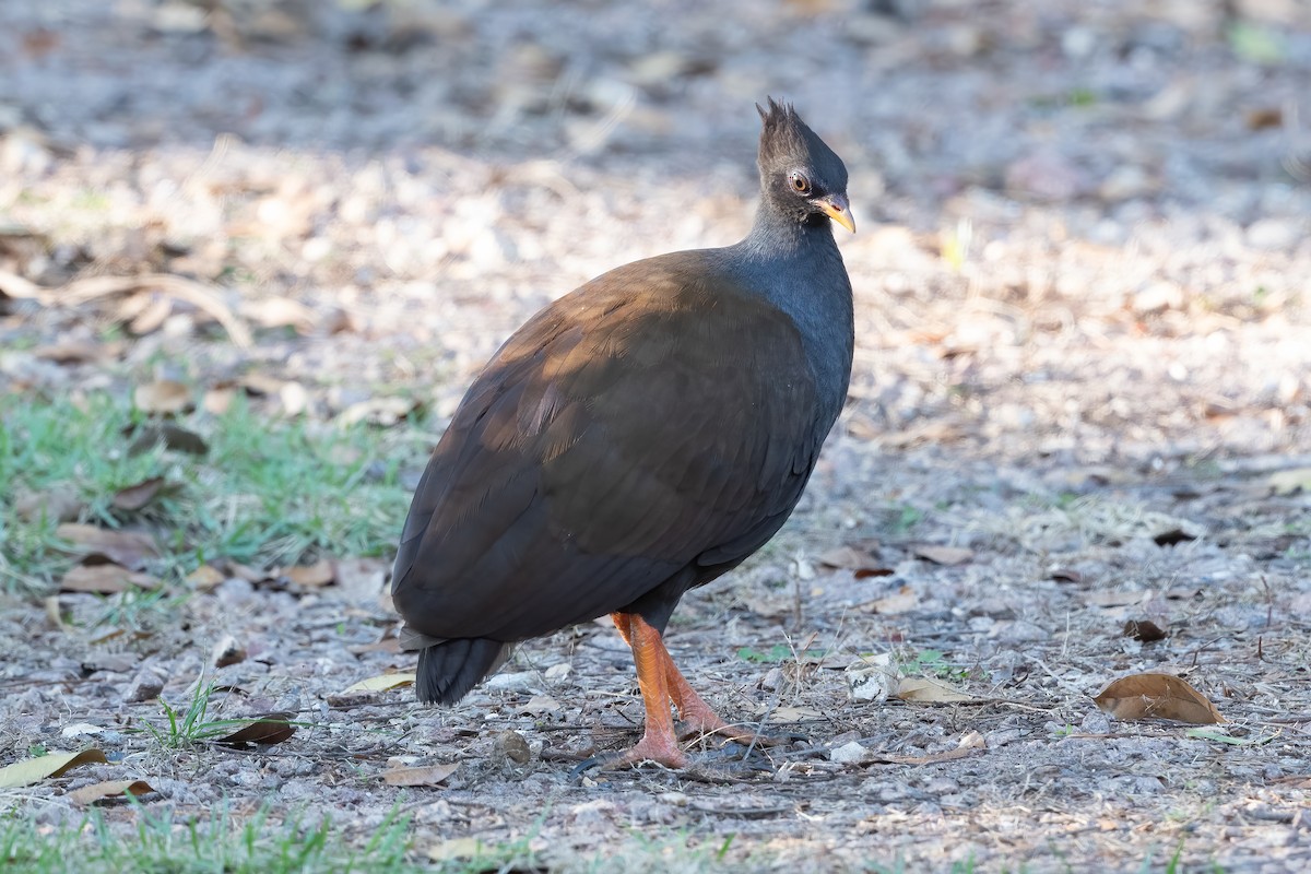 Orange-footed Megapode - ML638604173