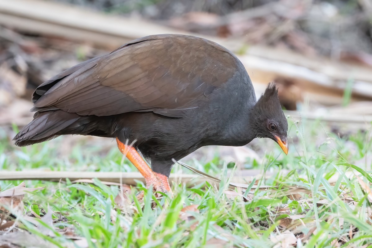 Orange-footed Megapode - ML638604174