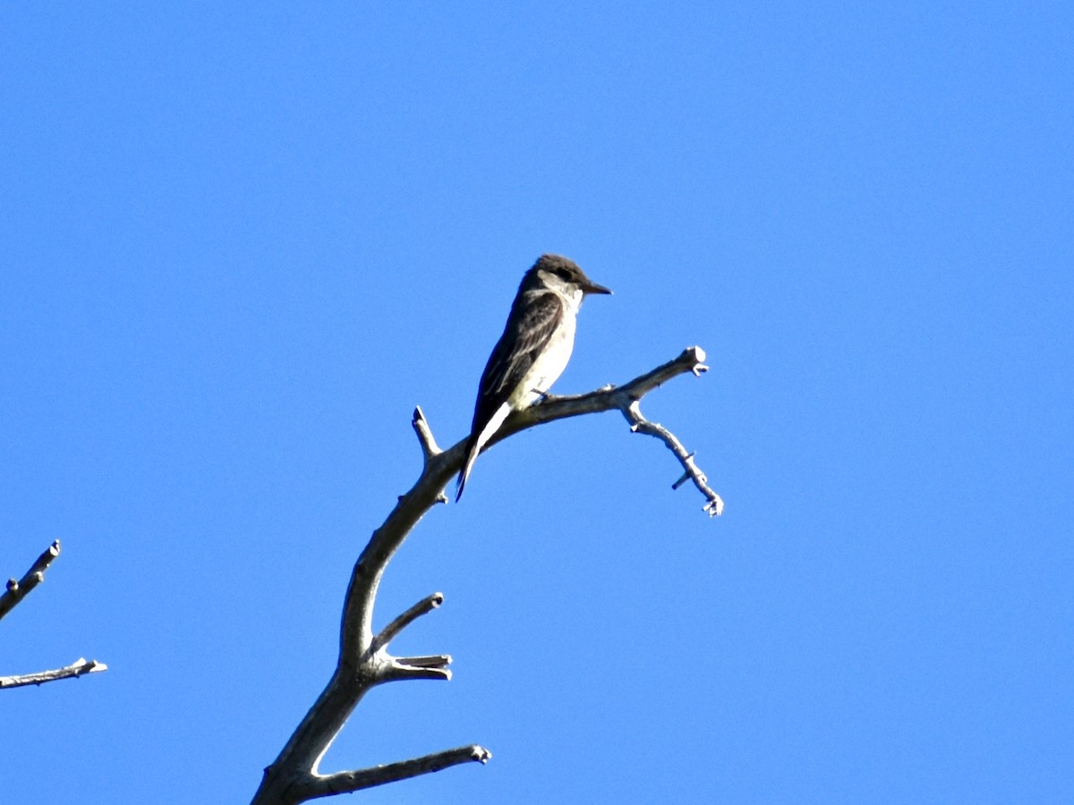 Olive-sided Flycatcher - ML638604179