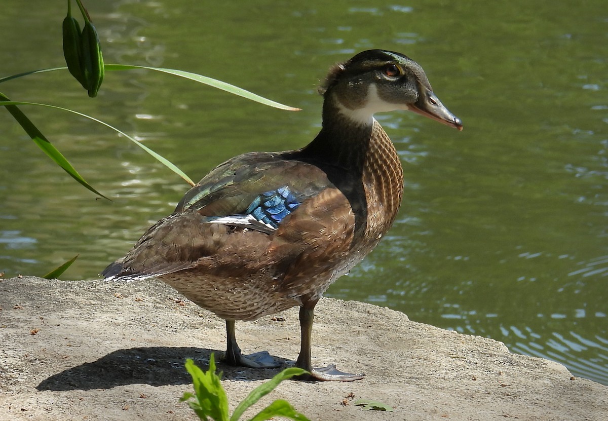 Wood Duck - ML638604209